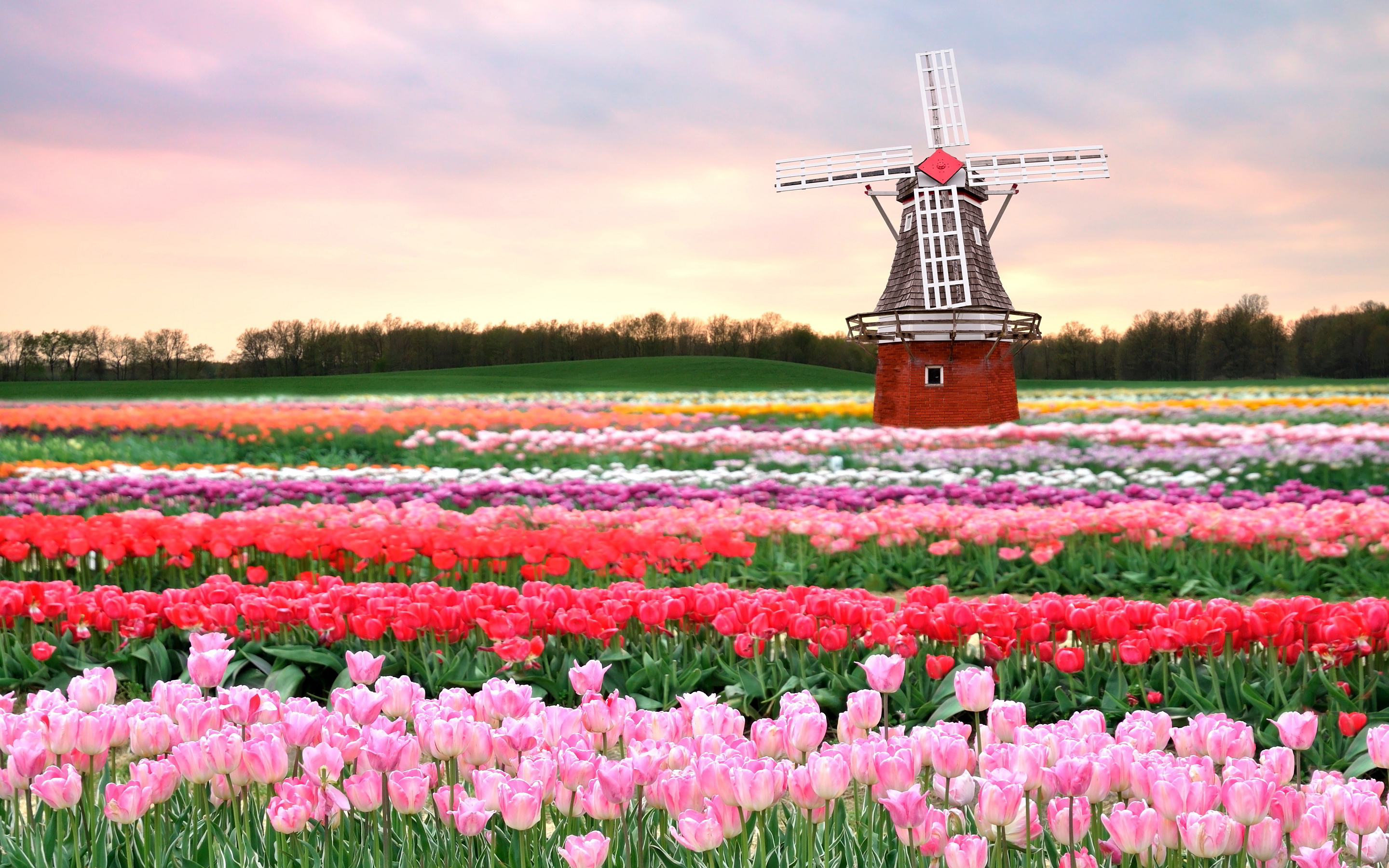 Five Reasons to visit the Netherlands | FlightSite Blog