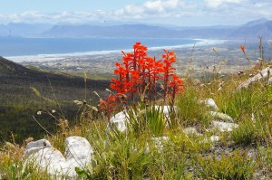 grootbos