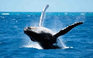 hermanus_whale_festival_