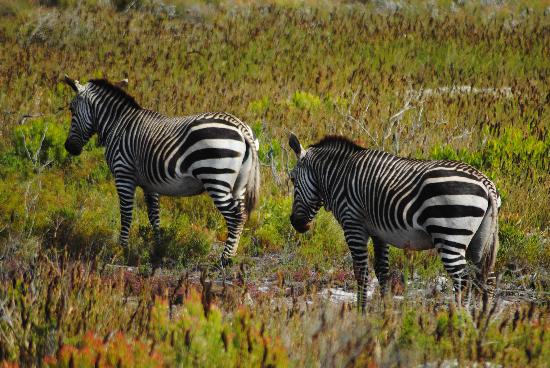 Table-Mountain-National-Park-Animal-Zebra