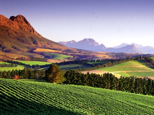 best-things-to-do-in-cape-town-stellenbosch
