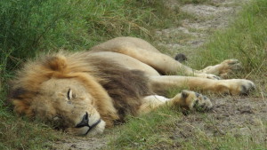 The resident male lion of Camp Kanana in the Okavango Delta.